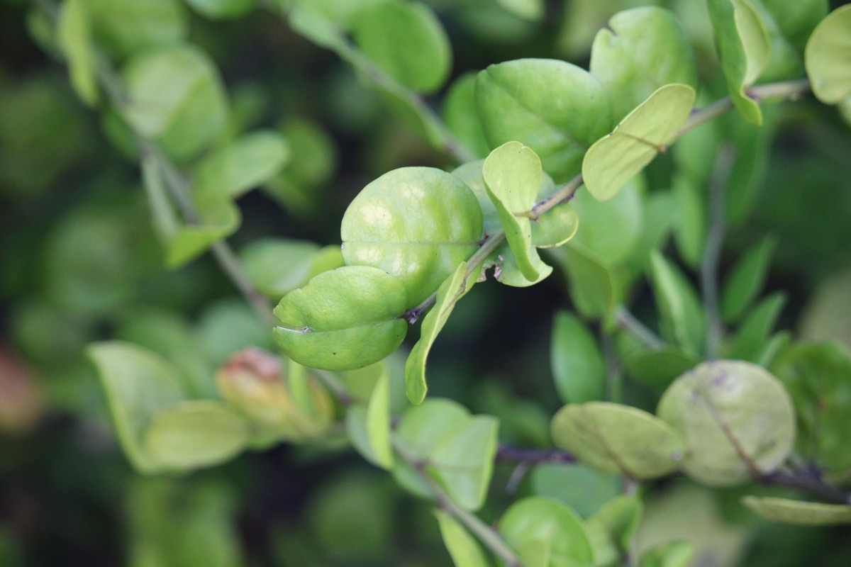 Capparis rotundifolia Rottler